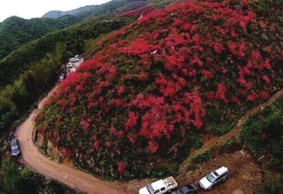 大幕山千亩野杜鹃惹人醉