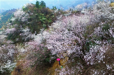 樱花谷里花似海 -咸宁日报