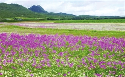 国内最浪漫的十大花海(二)